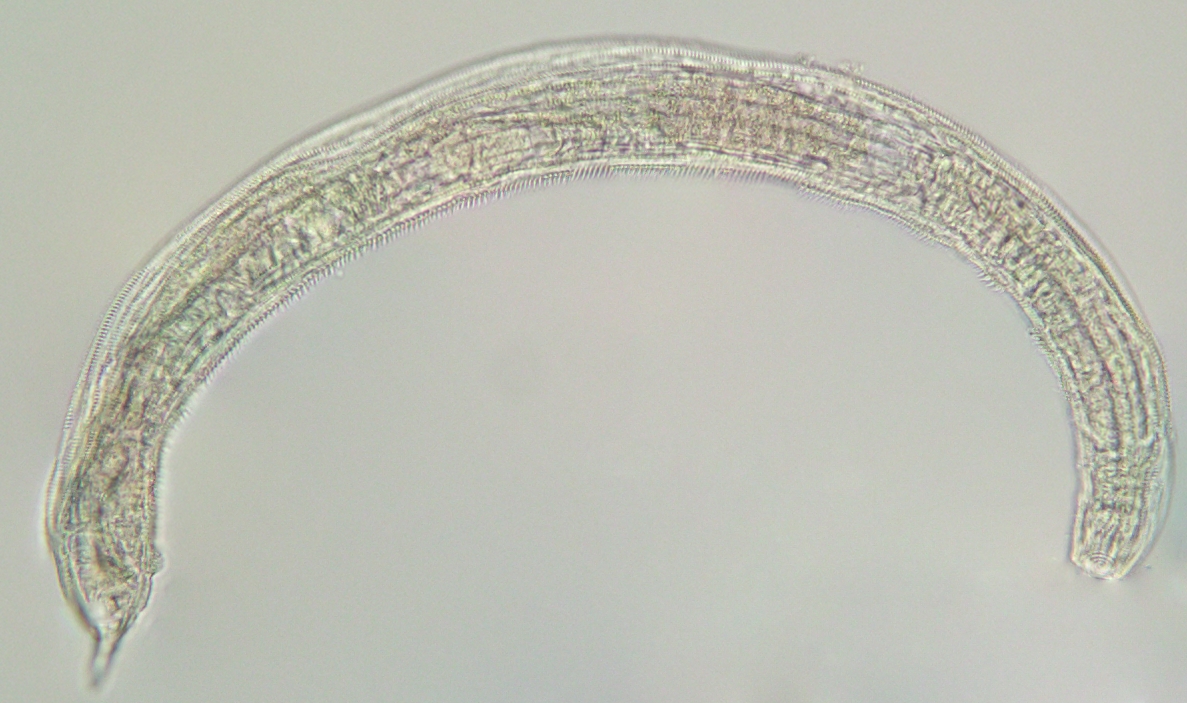 Представитель Семейства Richtersiidae